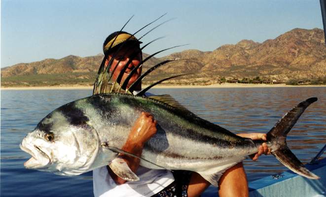 Superbe rooster-fish pch par Mr Mark Shannon  Cabo San Lucas