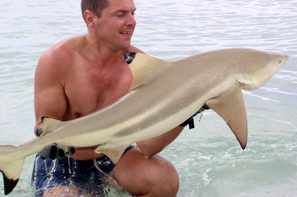Requin pointe noire pch par Mr Olivier Pinaud sur l'Ile d'Europa sur un Plug Orion