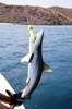 Requin  Djibouti