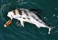 Rooster-fish