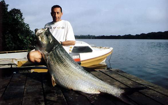 Mr Jos Delgado avec un gros tarpon, pch  Sette Cama, Gabon, sur un leurre Orion : stick bait Hot Dog.